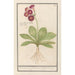 Primula Roode Beeren oore Auricula ursi rubra Auricule rouge - Anselmus Botius de Boodt — widok dzieła