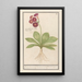 Primula Roode Beeren oore Auricula ursi rubra Auricule rouge - Anselmus Botius de Boodt — oprawiony obraz na ścianie
