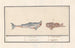 Rekin-tiger Carcharias i ryba-scorpion Scorpaenidae 1 Carcharias 2 Cataphractus 1 rekin - Anselmus Botius de Boodt — widok dzieła