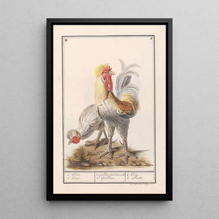 Anselmus Botius de Boodt - Twee kippen Gallus gallus domesticus.webp