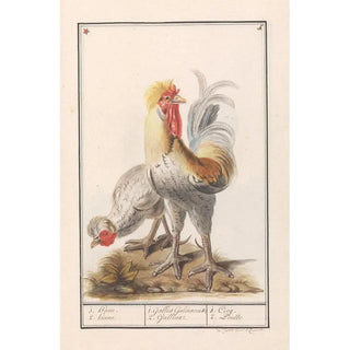 Anselmus Botius de Boodt - Twee kippen Gallus gallus domesticus.webp