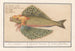 latającej ryby Exocoetidae Hirondelle de mer Hirundo Marina Volant Papillon - Anselmus Botius de Boodt — widok dzieła