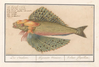 Anselmus Botius de Boodt - Vliegende vis Exocoetidae Zee swaluwe Hyrundo Marina Volant Papillon.webp
