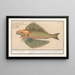 latającej ryby Exocoetidae Hirondelle de mer Hirundo Marina Volant Papillon - Anselmus Botius de Boodt — oprawiony obraz na ścianie