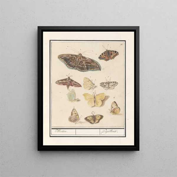 Anselmus Botius de Boodt - Vlinders en motten Motten Papillons.webp