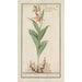 Sabot de Vénus Cypripedium calceolus - Anselmus Botius de Boodt — widok dzieła