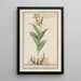Sabot de Vénus Cypripedium calceolus - Anselmus Botius de Boodt — oprawiony obraz na ścianie