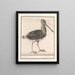 Ciboulette d'eau Gallinago gallinago - Anselmus Botius de Boodt — oprawiony obraz na ścianie