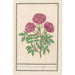 Eglantier Rosa Rose des bois odorante rosa silverstris adorata Rose des bois avec odeur - Anselmus Botius de Boodt — widok dzieła