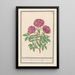 Eglantier Rosa Rose des bois odorante rosa silverstris adorata Rose des bois avec odeur - Anselmus Botius de Boodt — oprawiony obraz na ścianie