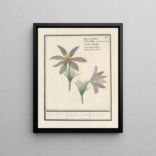 Anselmus Botius de Boodt - Wildemanskruid Pulsatilla vulgaris Keucken Kruijd apium risus pulsatilla Coquelourdes.webp