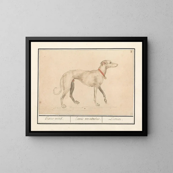 Chartreux - Anselmus Botius de Boodt — oprawiony obraz na ścianie