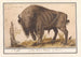 Bison Europy Bison bonasus Bawół Bos Bison Veterum Bison - Anselmus Botius de Boodt — widok dzieła