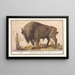 Bison Europy Bison bonasus Bawół Bos Bison Veterum Bison - Anselmus Botius de Boodt — oprawiony obraz na ścianie