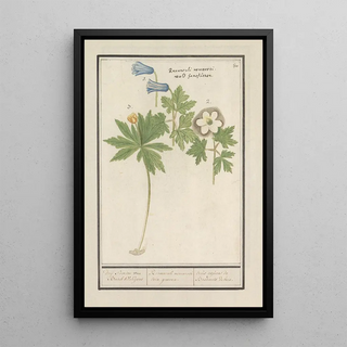 Anselmus Botius de Boodt - Witte en blauwe bosanemoon Anemone nemorosa drij soorten van Bosch Klokjens Ranunculi nemorosi tria genera.webp