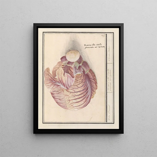 Anselmus Botius de Boodt - Witte kool Brassica oleracea Witte Cauwel Brassica alba sessilis glomerata aut Capitata Choux Blanc.webp