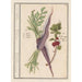 Marchew Daucus carota i czerwone porzeczki Ribes rubrum 1 marchewki 2 rośliny porzeczek - Anselmus Botius de Boodt
