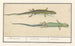 Lagarta piaskowa Lacerta agilis Lagarta piaskowa - Anselmus Botius de Boodt — widok dzieła