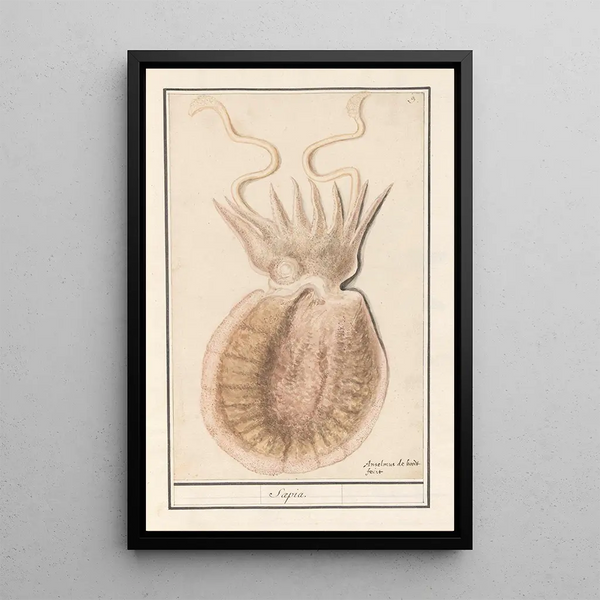Anselmus Botius de Boodt - Zeekat Sepiida Saepia.webp