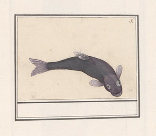 Anselmus Botius de Boodt - Zwarte karper Cyprinus carpio carpio.webp