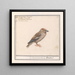 Appelvink Coccothraustes coccothraustes - Anselmus Botius de Boodt — oprawiony obraz na ścianie