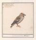 Appelvink Coccothraustes coccothraustes - Anselmus Botius de Boodt — widok dzieła