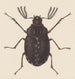 Aquarelle d'entomologie Pl058 - George Hudson — widok dzieła