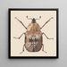 akwarelowy entomologii Pl059 - George Hudson — oprawiony obraz na ścianie