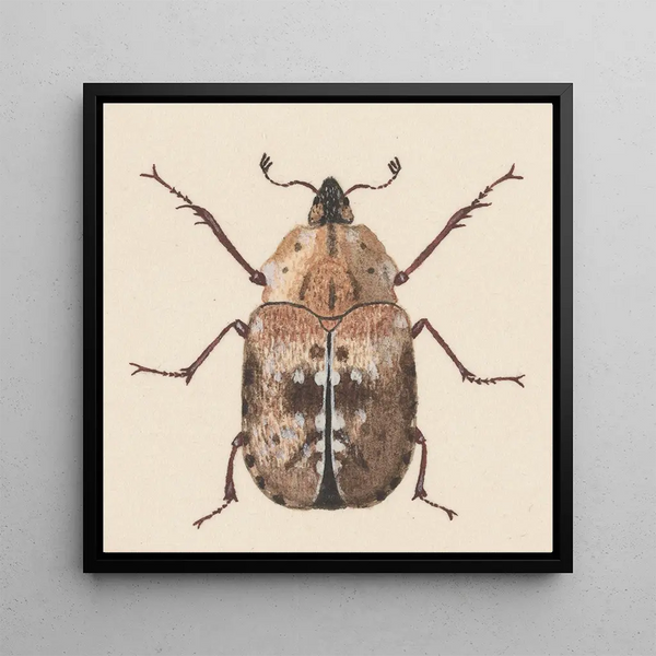 Aquarelle d'entomologie Pl059 - George Hudson