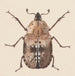 akwarelowy entomologii Pl059 - George Hudson — widok dzieła