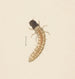 Aquarelle d'entomologie Pl083 - George Hudson — widok dzieła