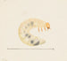 Aquarelle d'entomologie Pl087 - George Hudson — widok dzieła