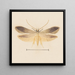 Aquarelle d'entomologie Pl139 - George Hudson — oprawiony obraz na ścianie