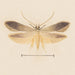 Aquarelle d'entomologie Pl139 - George Hudson — widok dzieła