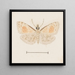 Aquarelle d'entomologie Pl161 - George Hudson — oprawiony obraz na ścianie