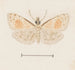 Aquarelle d'entomologie Pl161 - George Hudson — widok dzieła