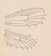Aquarelle d'entomologie Pl163 - George Hudson — widok dzieła