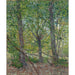 Reprodukcja obrazu Drzew - Vincent van Gogh