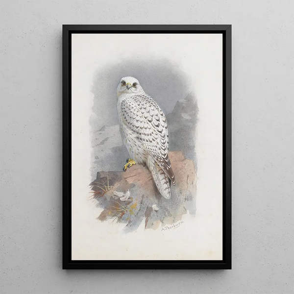 Jeden sokół z Grenlandii - Archibald Thorburn — oprawiony obraz na ścianie