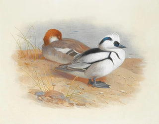 Archibald Thorburn - A Pair Of Smew Ducks.webp