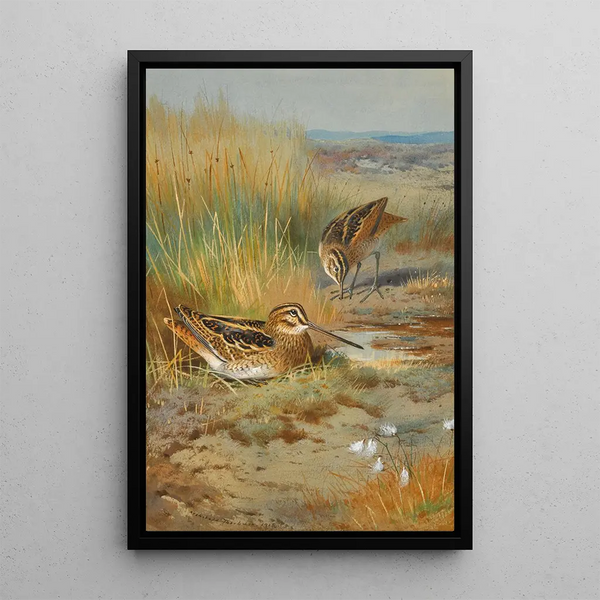 Para bécassines Gallinago Gallinago - Archibald Thorburn — oprawiony obraz na ścianie