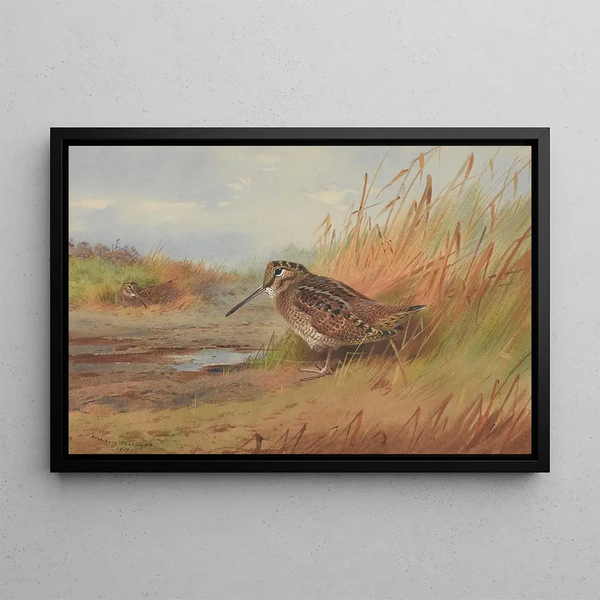 Une bécasse - Archibald Thorburn — oprawiony obraz na ścianie