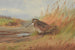 Une bécasse - Archibald Thorburn — widok dzieła