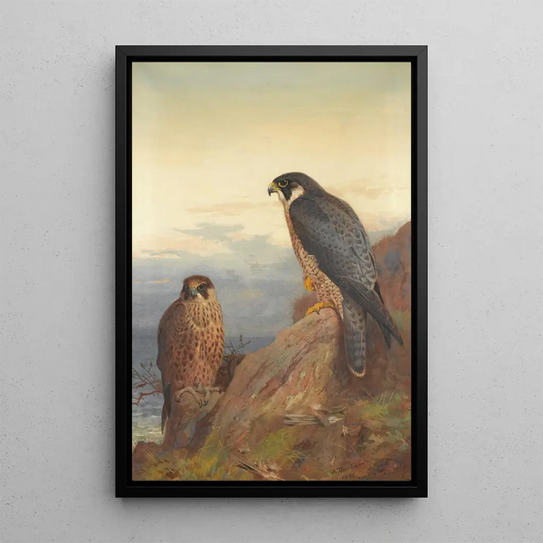 Dorosły i młodociany sokół wędrowny - Archibald Thorburn — oprawiony obraz na ścianie