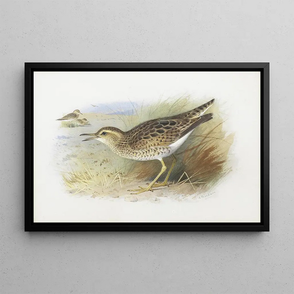 Pluvier de Bartram - Archibald Thorburn — oprawiony obraz na ścianie