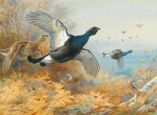 Archibald Thorburn - Blackcock Forward.webp