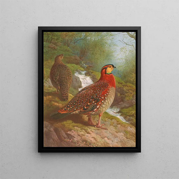 Tragopan de Blyth - Archibald Thorburn — oprawiony obraz na ścianie