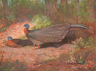 Archibald Thorburn - Bornean Argus Pheasant.webp