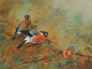 Archibald Thorburn - Bullfinches And Pyrus Japonica.webp