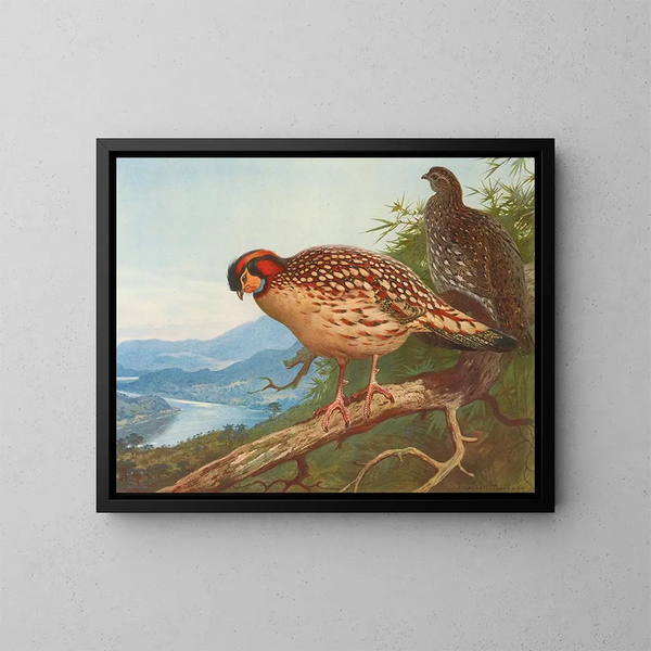 Cabots tragopan - Archibald Thorburn — oprawiony obraz na ścianie